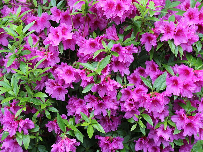 Azalea Seeds for Planting – Pink Flowers