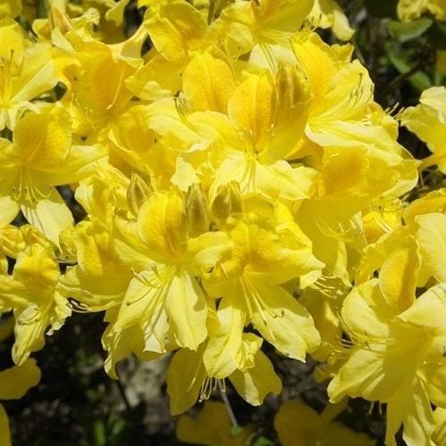 Yellow Azalea Shrubs in Garden