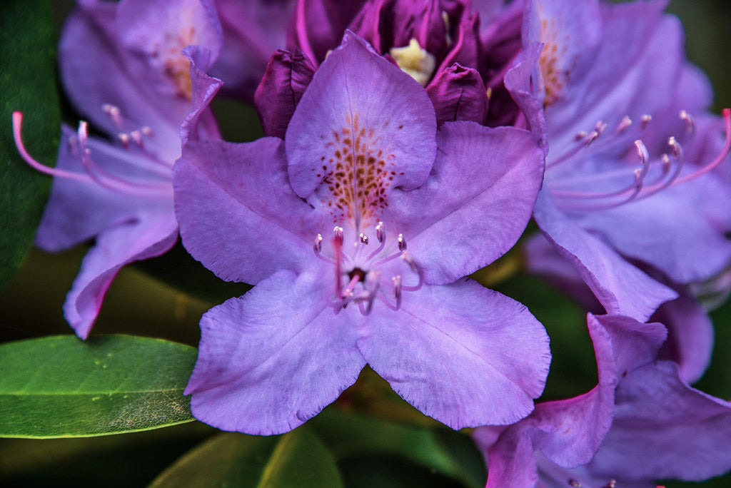 Purple Azalea Shrub with Green Foliage