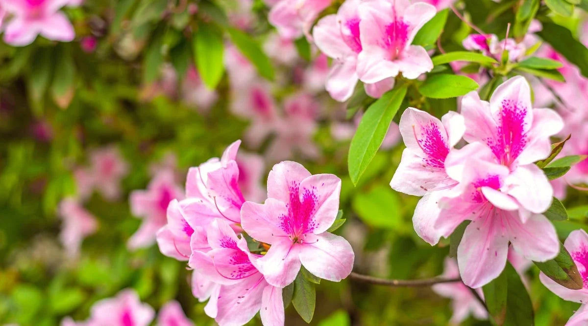 Azalea Planting Flower Seeds - Pink Green For Spring