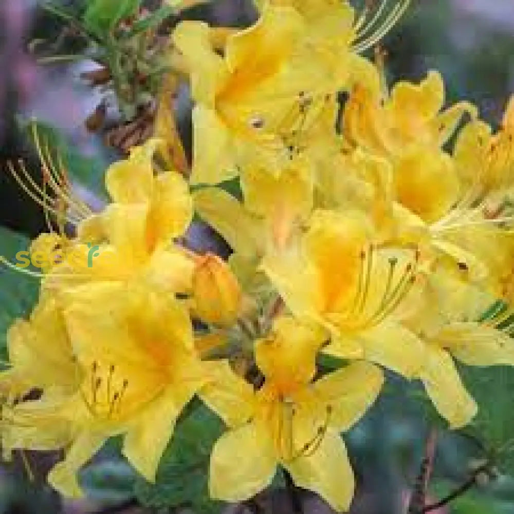 Azalea Yellow Flower Seeds For Gardening