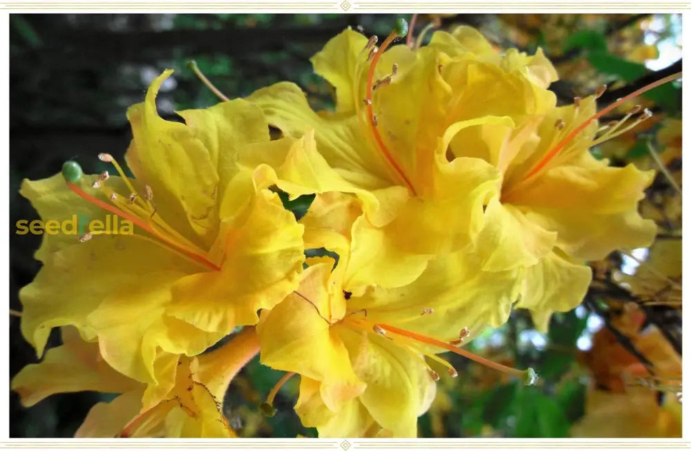 Azalea Yellow Flower Seeds For Gardening