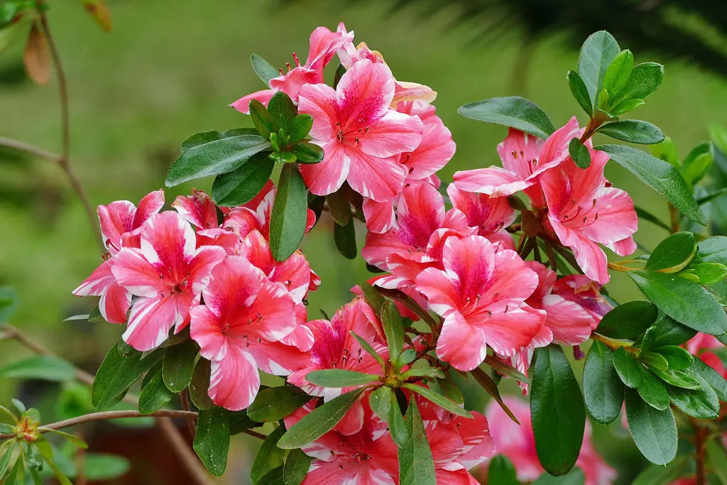 Plant White Red Azalea Seeds - Transform Your Garden This Season