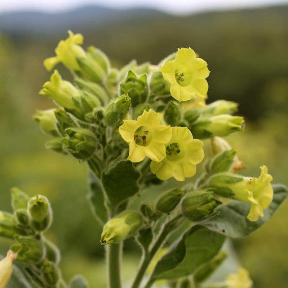 Aztec Nicotiana flowers grown from seeds in a moon garden