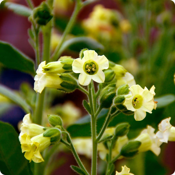 Aztec Nicotiana seeds Nicotiana alata star-shaped flowers