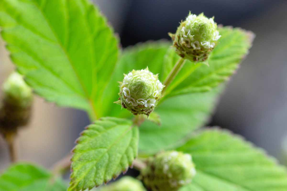Aztec Sweet Herb with bushy green foliage and white blooms