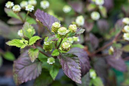 Aztec Sweet Herb plant with aromatic leaves and white flowers in garden