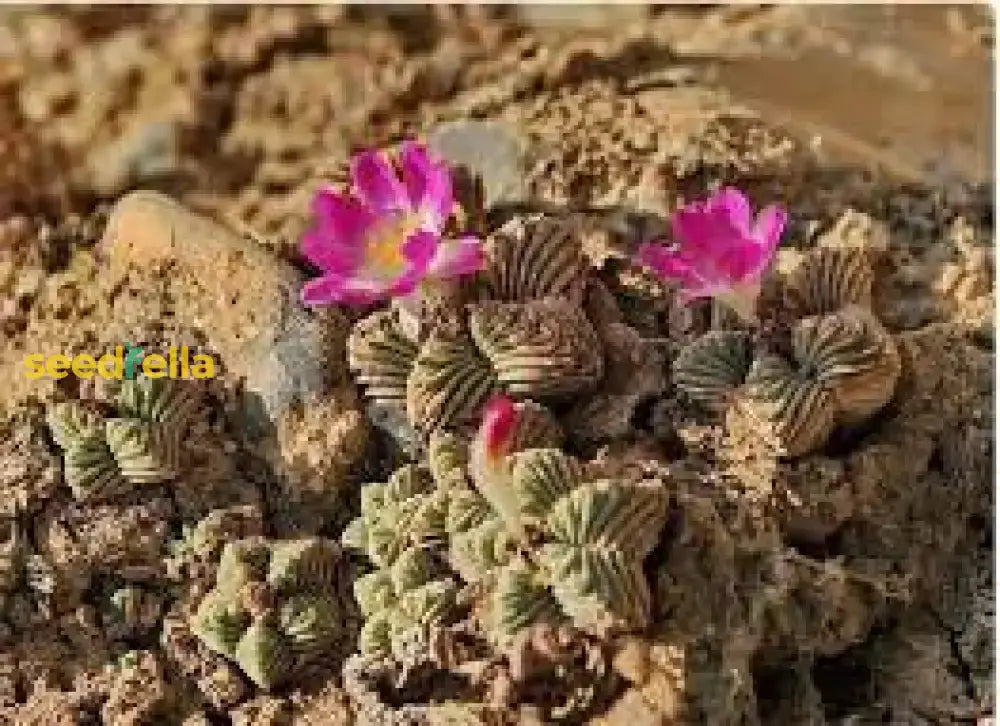 Aztekium Valdezii Planting Seeds For Sale Flower