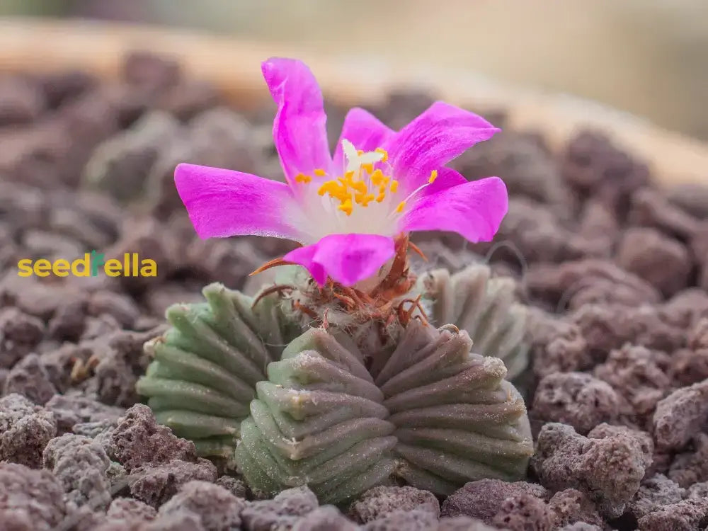 Aztekium Valdezii Planting Seeds For Sale Flower