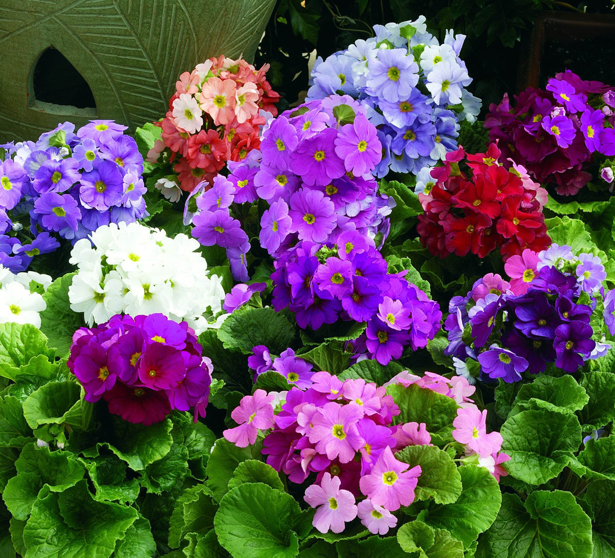 Mixed Primrose OR Primula Obconica Flower Seeds Violet Flower seeds for Planting - Long Bloom Season, Heirloom & GMO Free Seeds for Home Garden
 
 Sale seeds for home garden