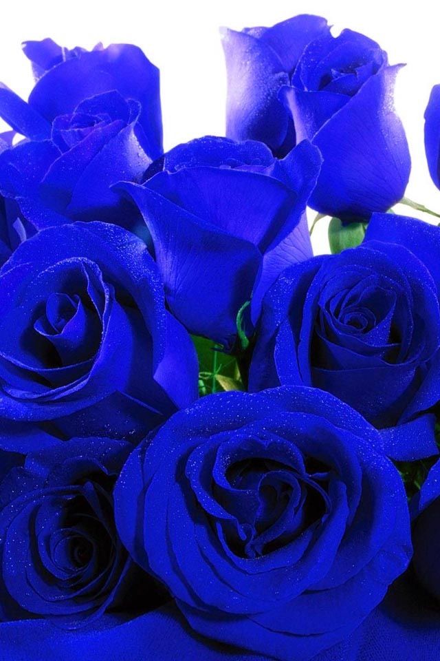 Away Dark Blue Rose Seeds For Planting - Unique Garden Roses