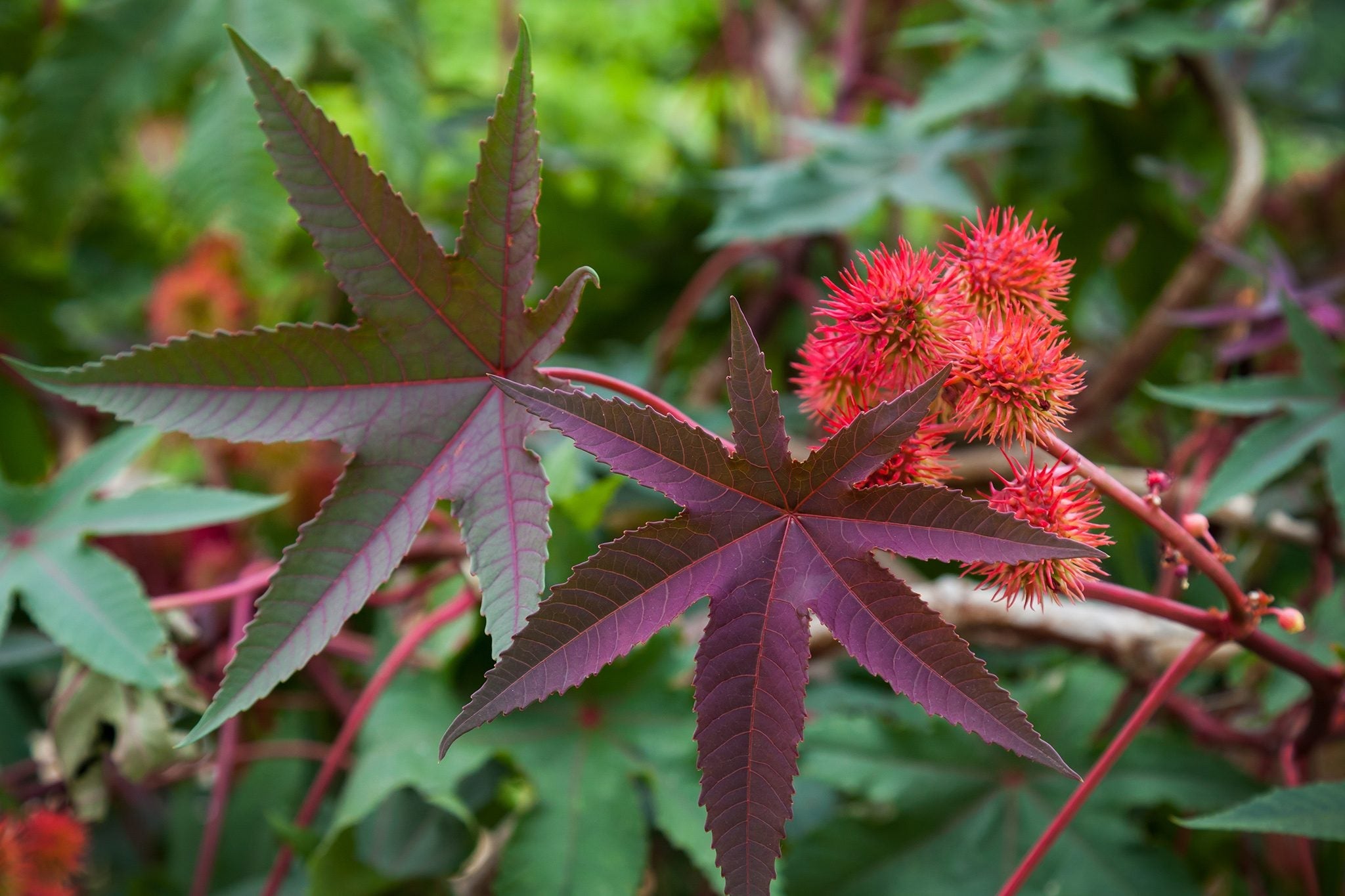 Bold Ricinus Plant Seeds For Easy Planting