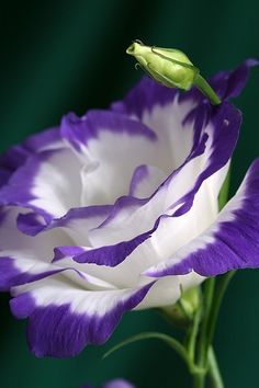 Rose Flower Seeds For Planting - Elegant Purple & White Blooms A Colorful Garden