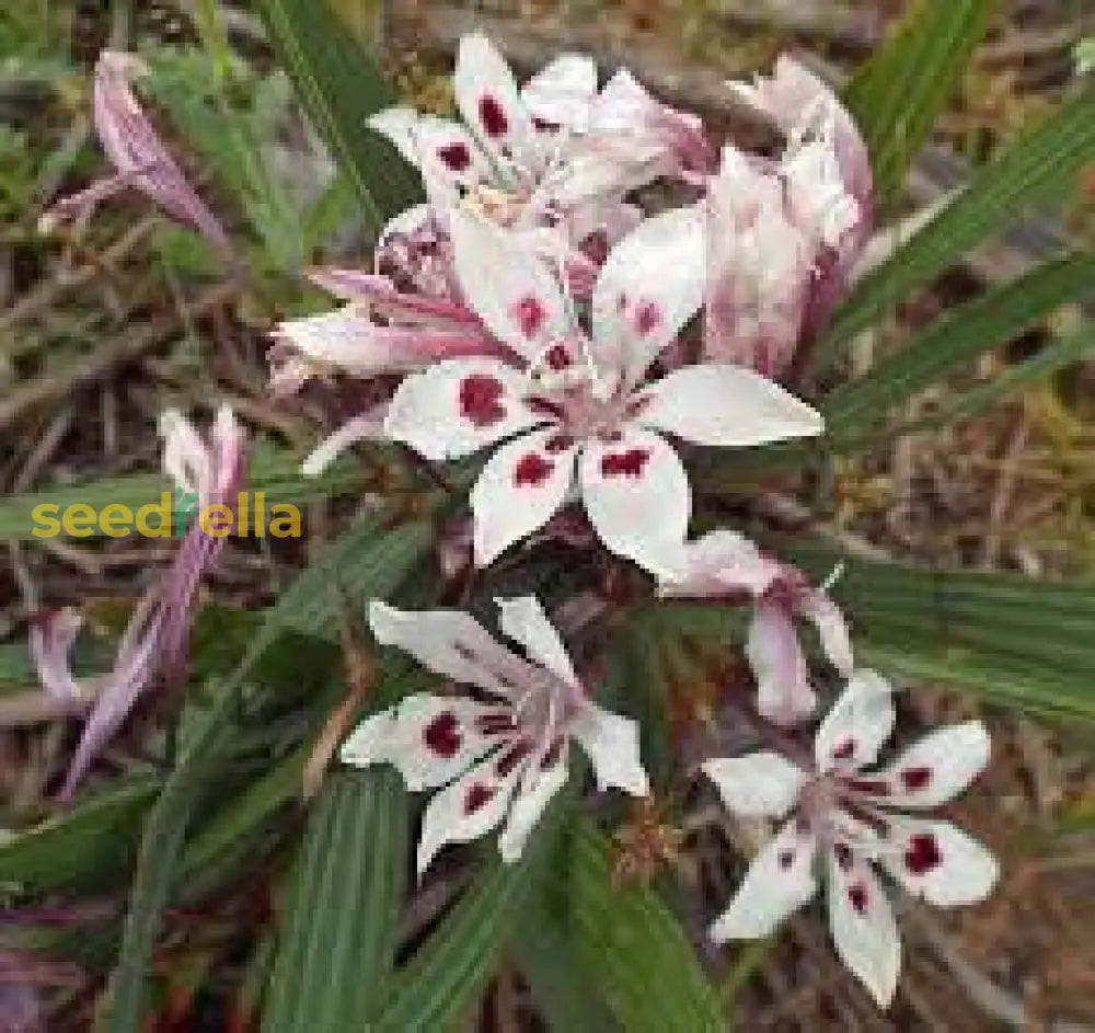 Babiana Tubulosa Flower Seeds - Easy Planting For Vibrant Blooms