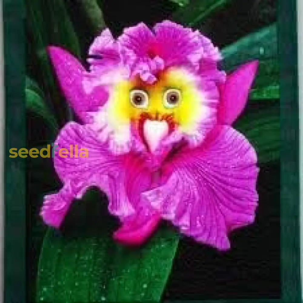 Baby Face Orchid Seeds For Planting Flower