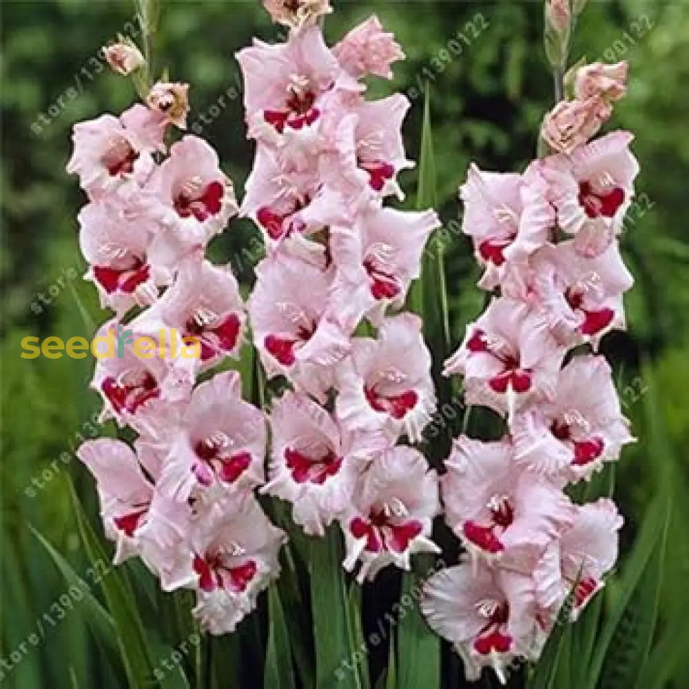 Baby Pink Gladiolus Seeds For Easy Planting Flower