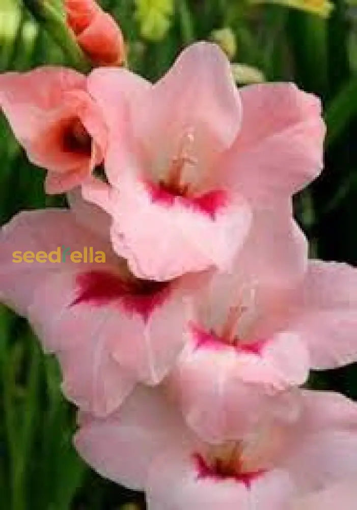 Baby Pink Gladiolus Seeds For Easy Planting Flower