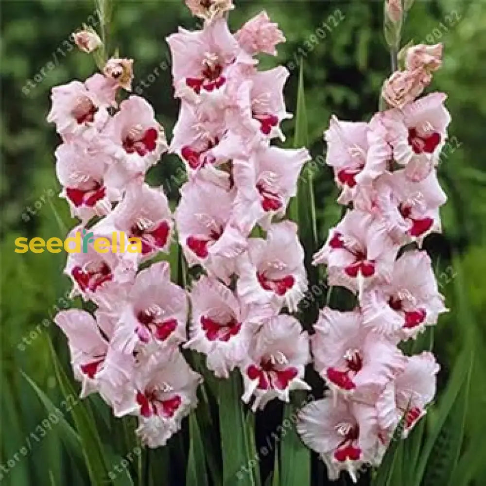 Baby Pink Gladiolus Seeds For Easy Planting Flower