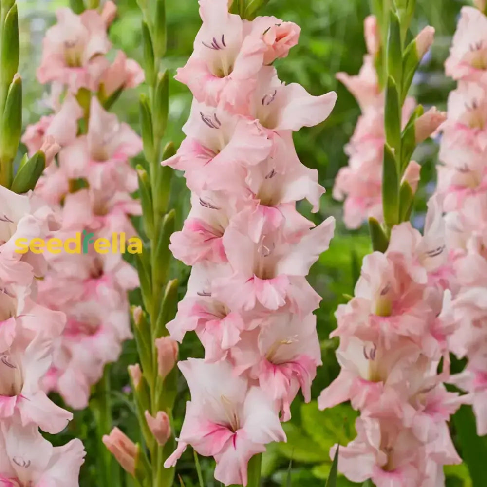 Baby Pink Gladiolus Seeds For Planting Flower