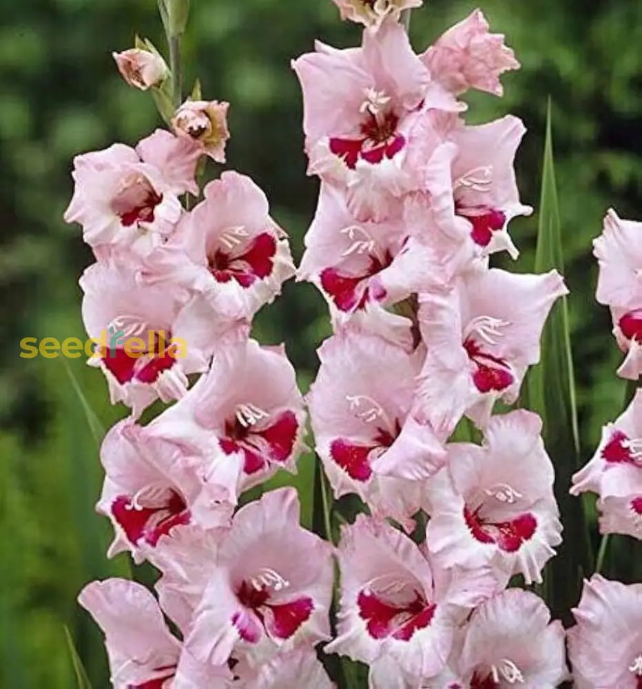 Baby Pink Gladiolus Seeds For Planting Flower