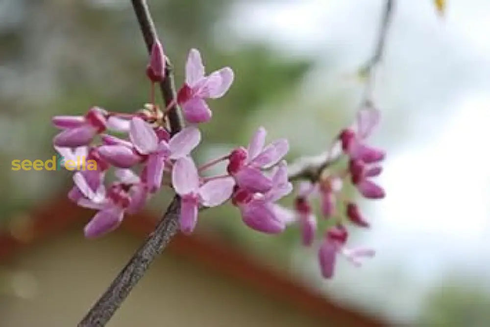 Baby Pink Redbud Tree Seeds For Planting Flower