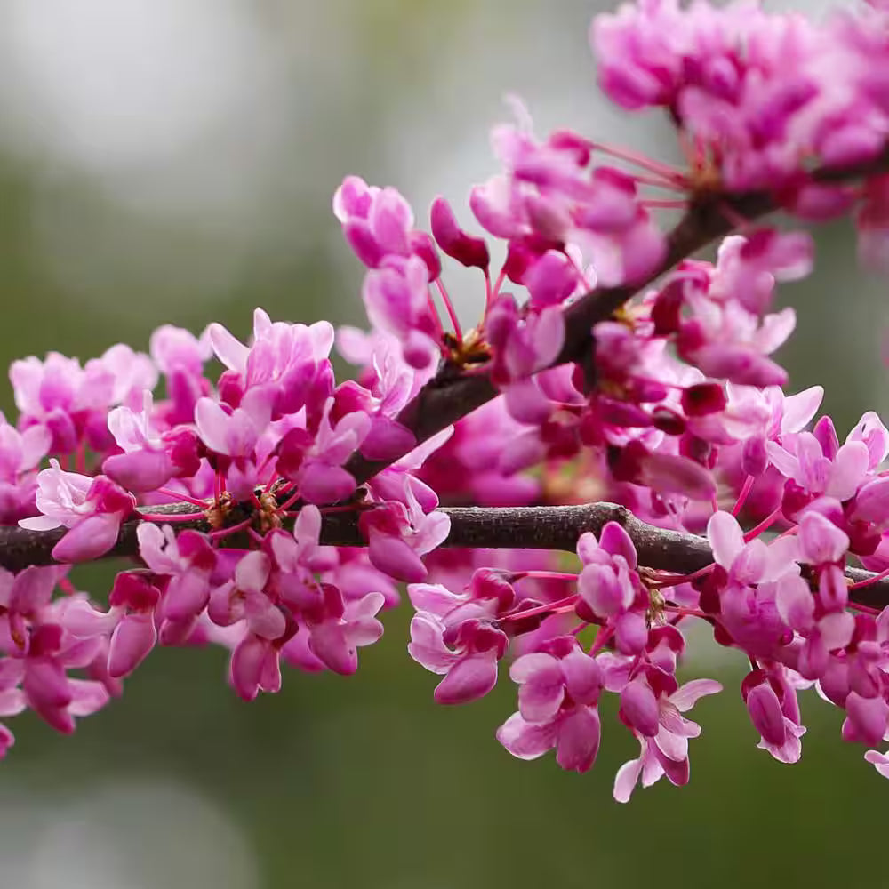Baby Pink Redbud Tree Seeds for Planting