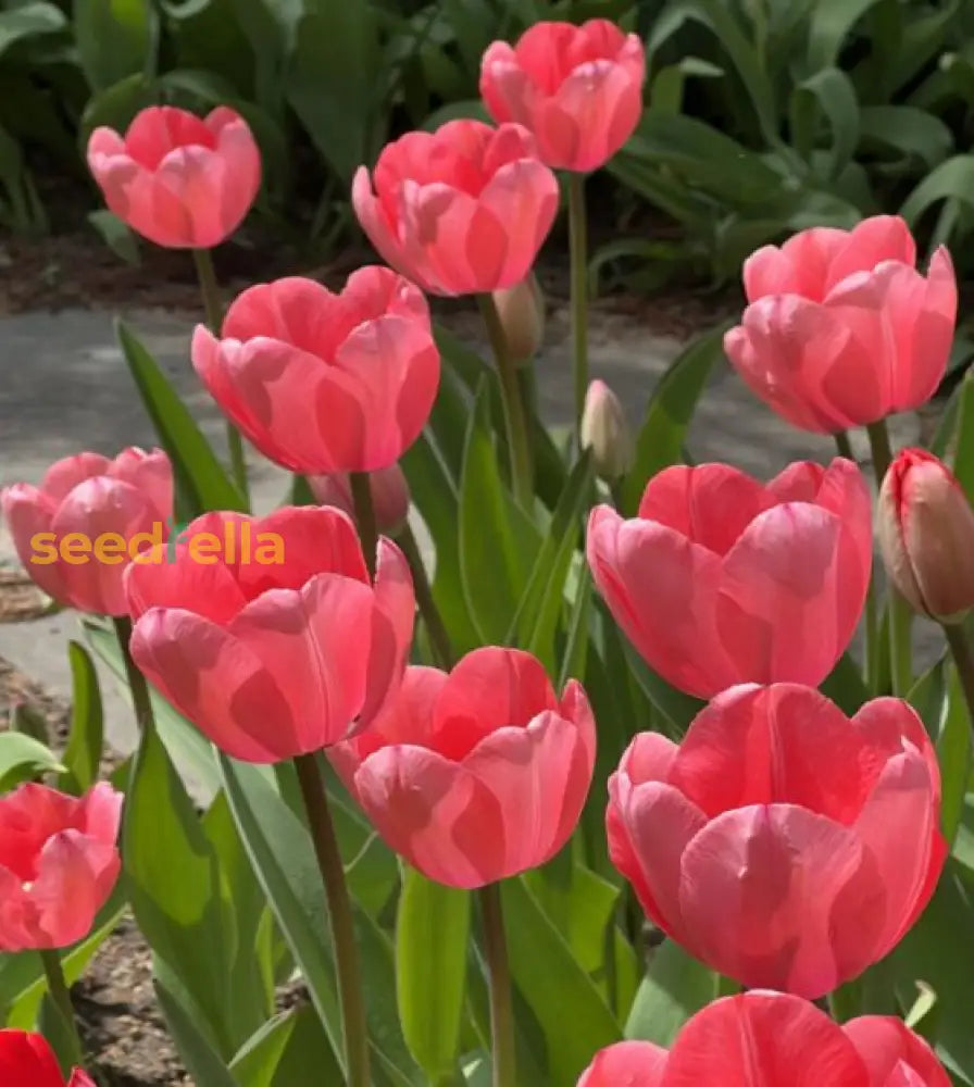 Baby Pink Tulip Flower Planting Seeds  Perfect For Spring Gardens