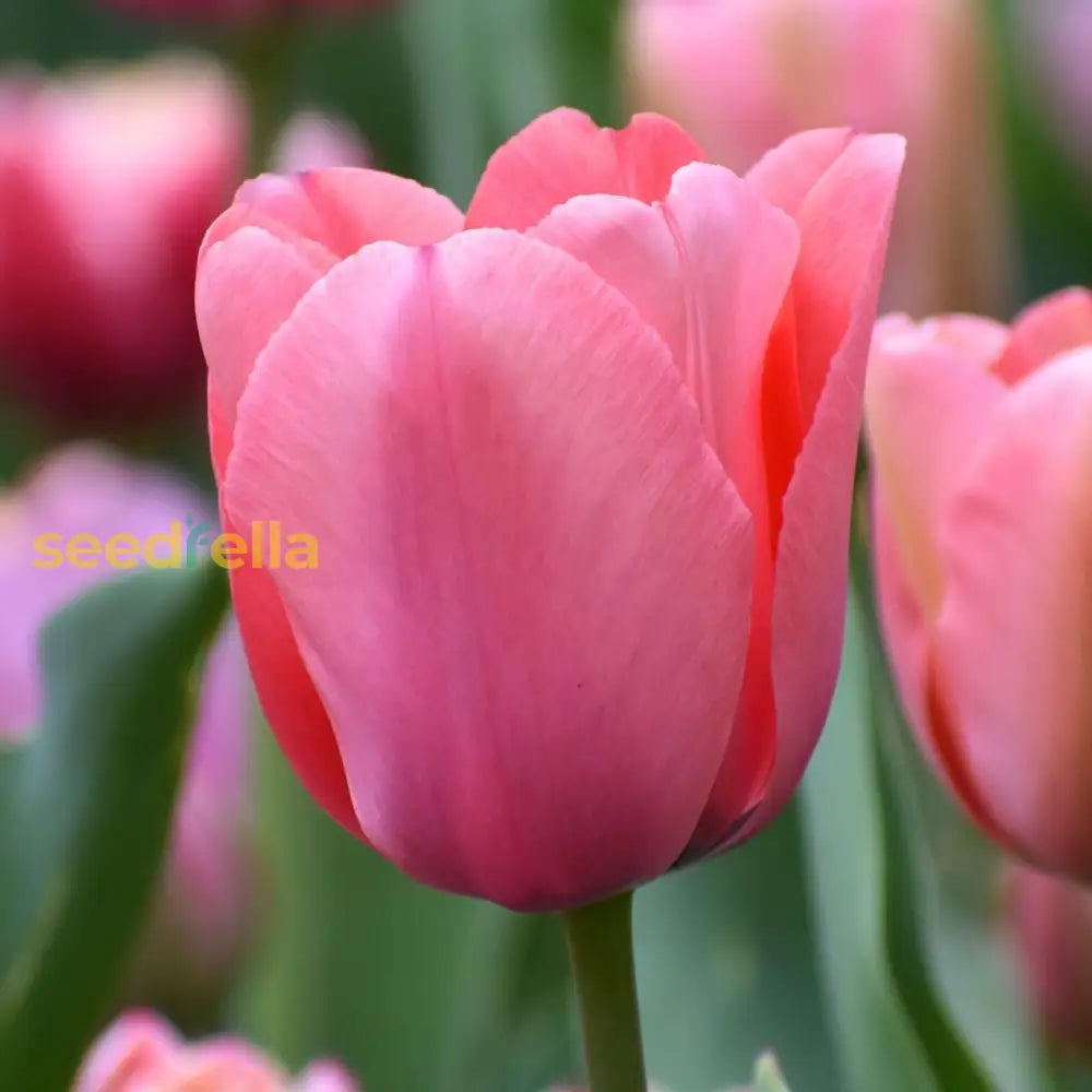 Baby Pink Tulip Flower Planting Seeds  Perfect For Spring Gardens