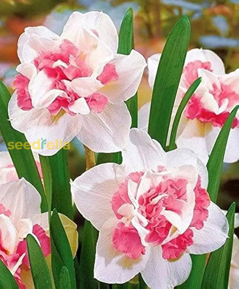 Baby Pink & White Daffodil Flower Seeds For Planting