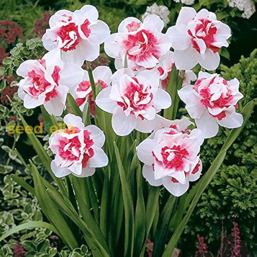 Baby Pink & White Daffodil Flower Seeds For Planting