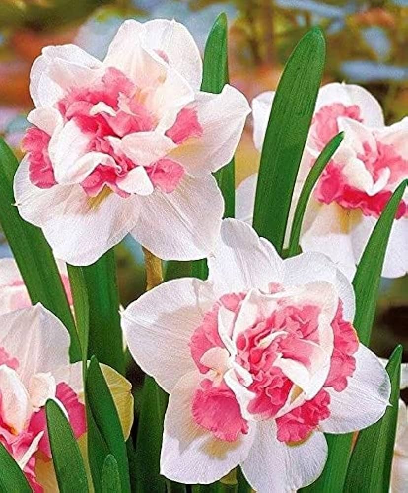 Baby Pink & White Daffodil Flower Seeds for Planting