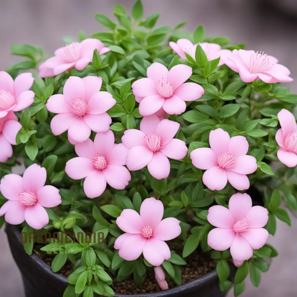 Baby Pink Yulan Flower seeds for Planting - Shade Tolerant, Heirloom & GMO Free Seeds for Home Garden
 
 Sale seeds for planting in home garden