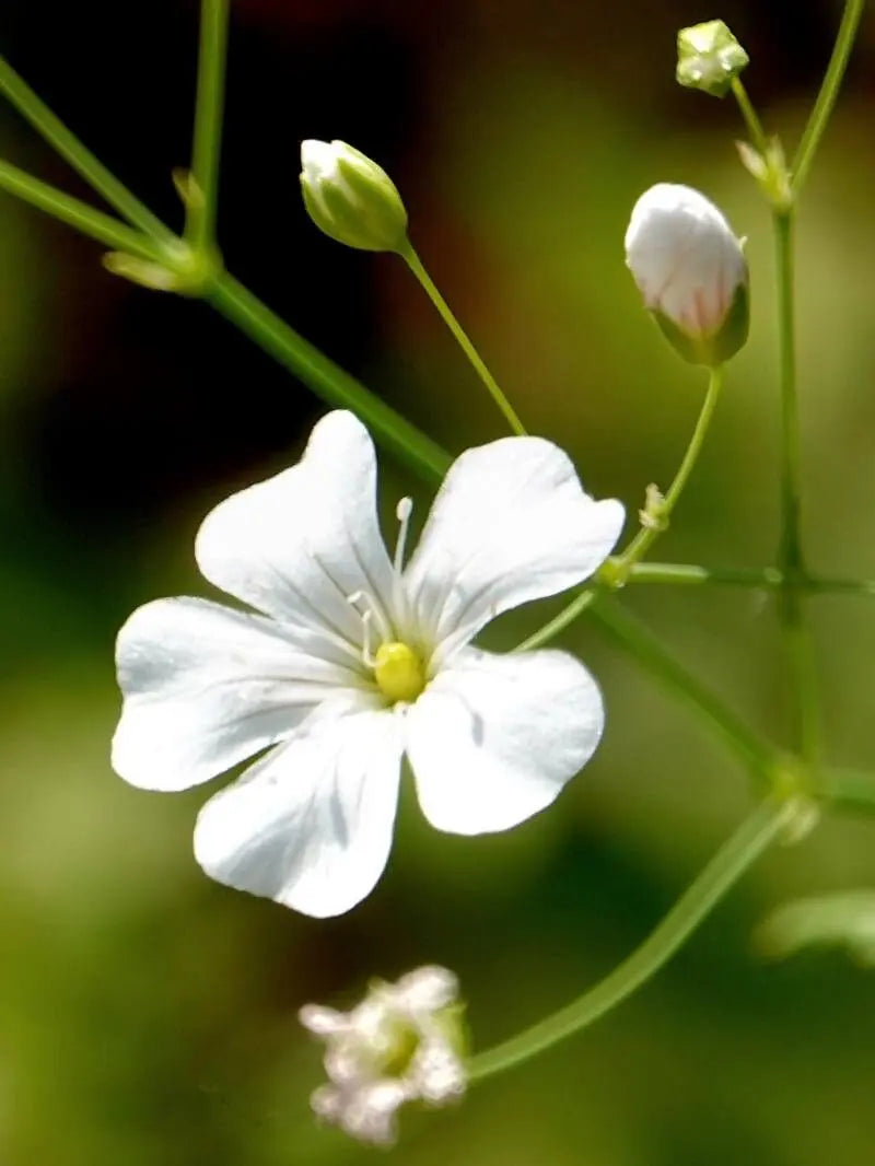 Baby’s Breath Flower Seeds for Planting