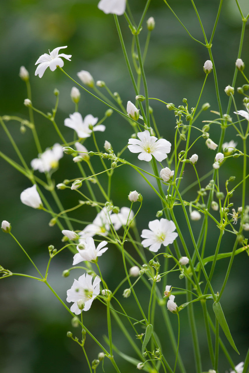 Baby’s Breath Growing in Garden Bed