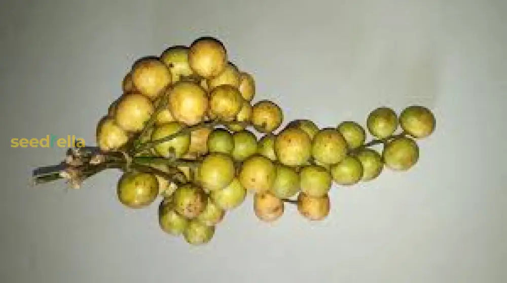 Baccaurea Ramiflora Seeds For Exotic Flavor Planting Fruit