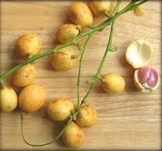 Baccaurea Ramiflora Seeds for Planting, Step-by-Step Guide for Growing Exotic Fruit Trees