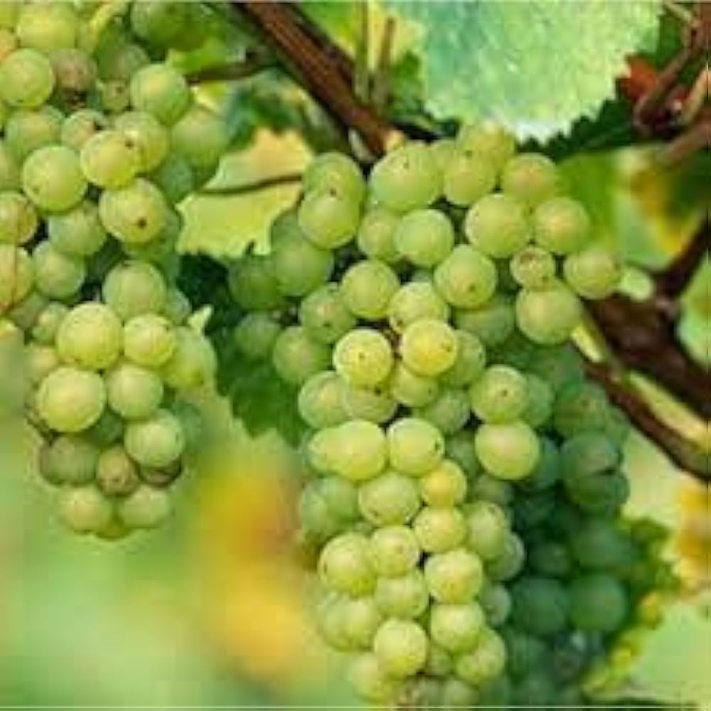 Grapevine in backyard vineyard