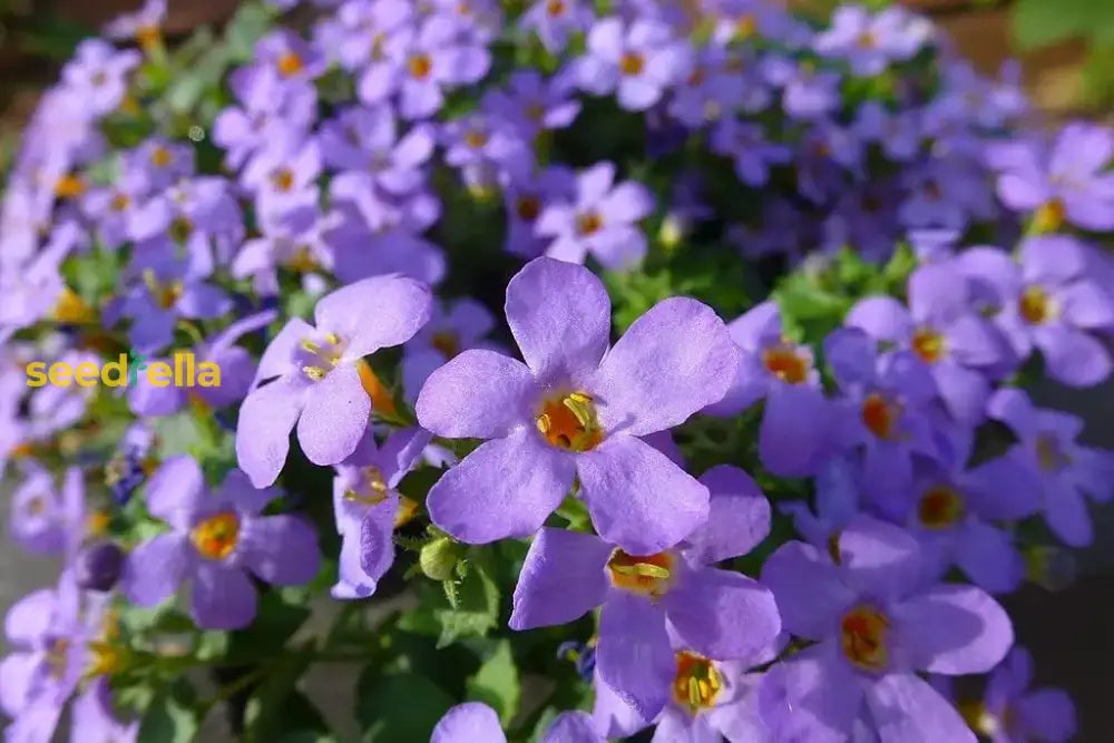 Bacopa Blutopia Flower Seeds For Planting