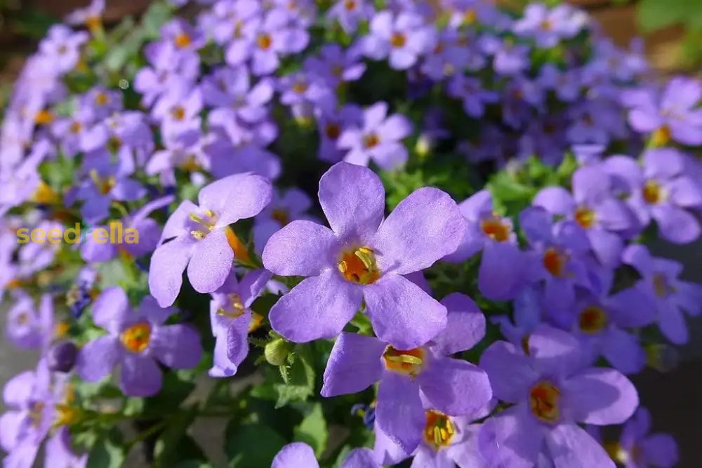 Bacopa Blutopia Flower Seeds For Planting