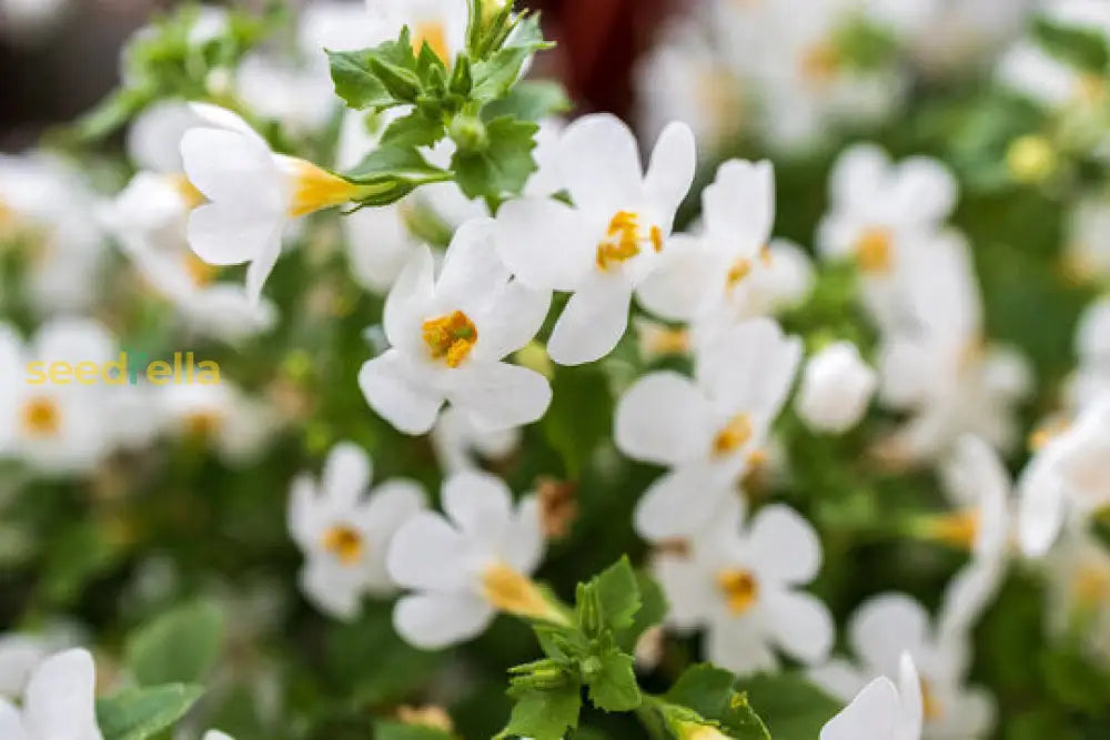 Bacopa Colgantes flowers grown from premium seeds
