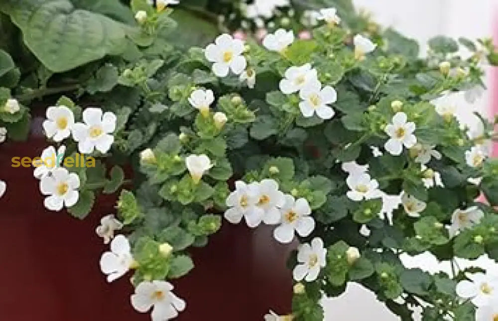 Bacopa Colgantes Flower Seeds Planting