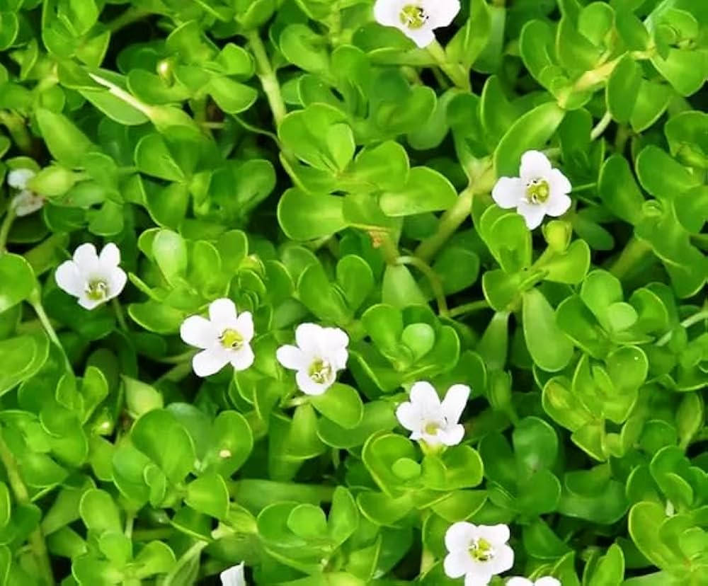 Bacopa Colgantes seeds for planting trailing hanging plants