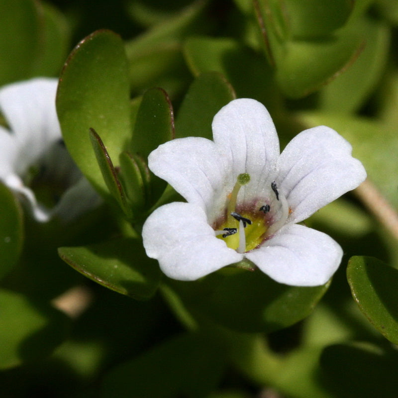 Non GMO Bacopa seeds planted in containers and pots