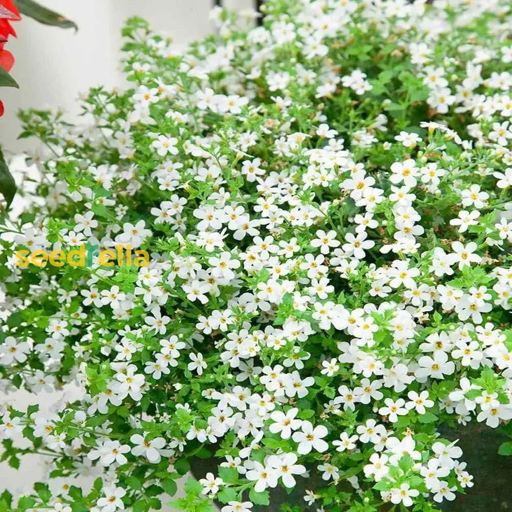 Bacopa Flower Seeds For Planting