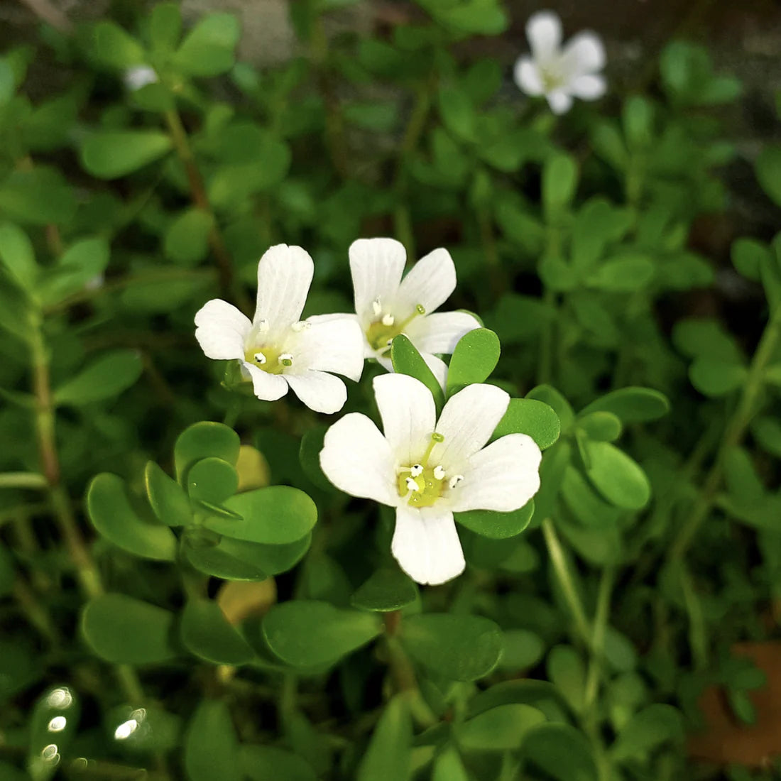Bacopa Flower Seeds