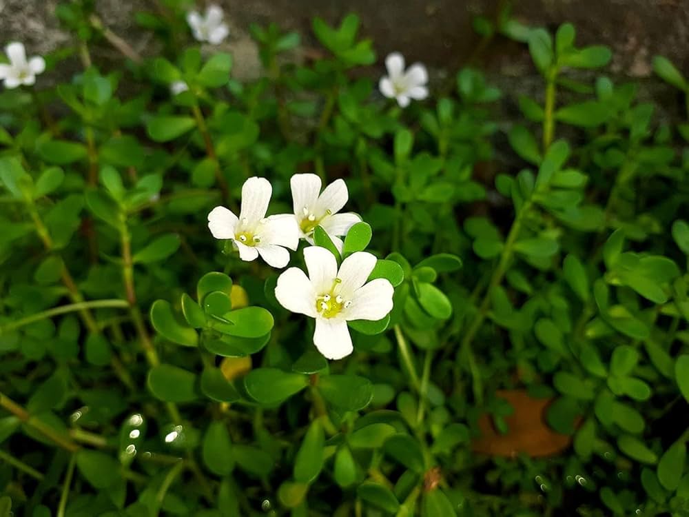 Bacopa seeds for cascading balcony and garden planting