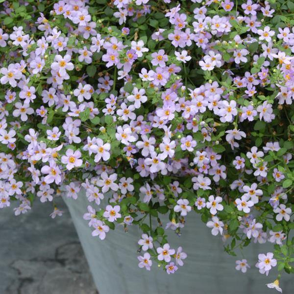 White Purple Bacopa Utopia Flower Seeds for Planting