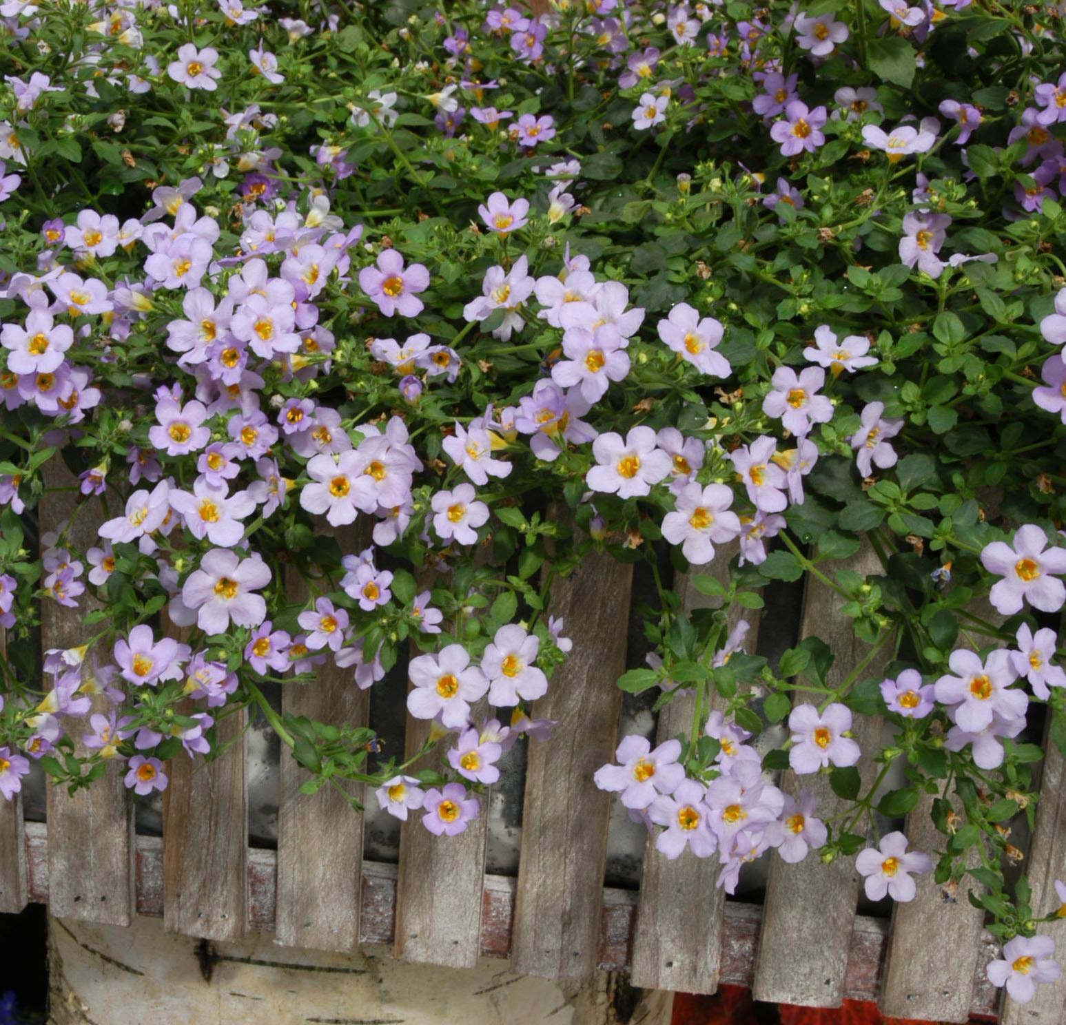 Bacopa Utopia in Hanging Basket Display