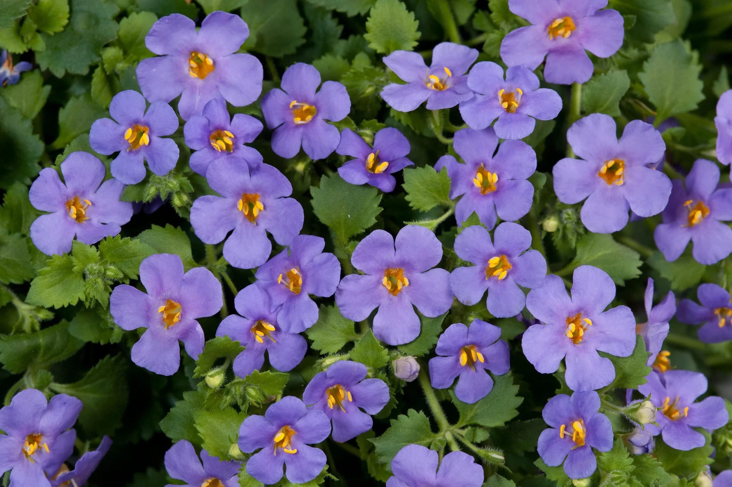 Trailing Bacopa Utopia Plants in Garden