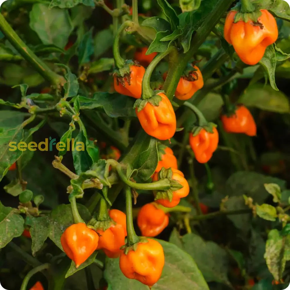 Bahamian Vegetable Seeds For Planting Seeds